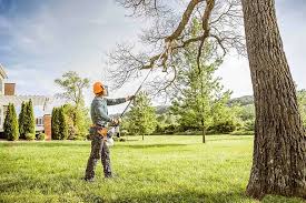 Best Hedge Trimming  in Dilley, TX