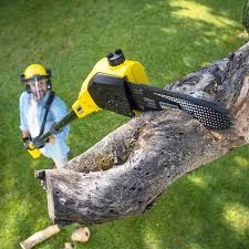 Trusted Dilley, TX Tree Services Experts