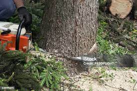 Best Tree Cabling and Bracing  in Dilley, TX
