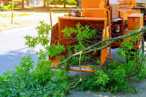 Best Aeration Services  in Dilley, TX