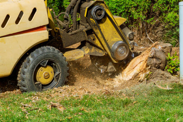 Best Fruit Tree Pruning  in Dilley, TX