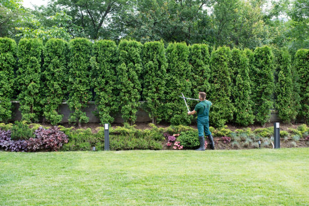 Best Lawn Watering Services  in Dilley, TX