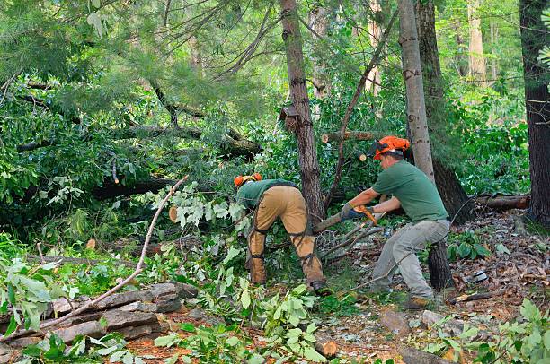 Best Seasonal Cleanup (Spring/Fall)  in Dilley, TX